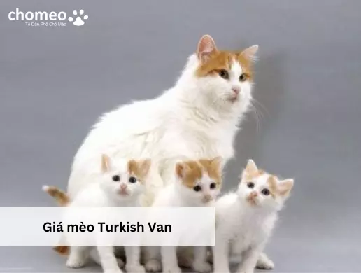 Giá mèo Turkish Van