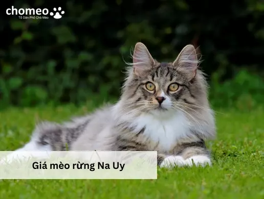 Giá mèo rừng Na Uy