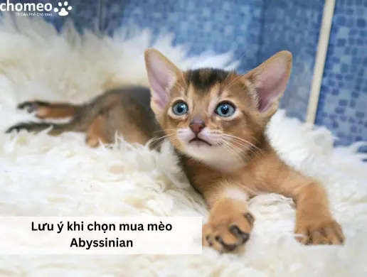 Lưu ý khi chọn mua mèo Abyssinian
