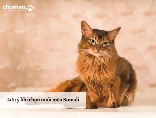 Lưu ý khi chọn nuôi mèo Somali