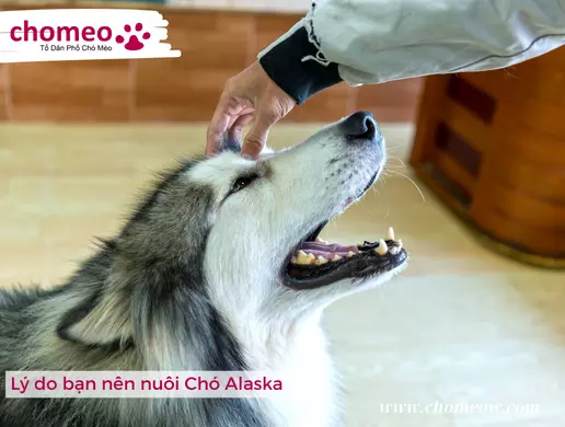 Lý do bạn nên nuôi Chó Alaska