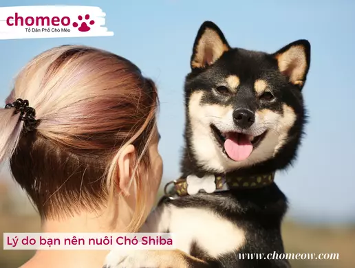 Lý do bạn nên nuôi Chó Shiba