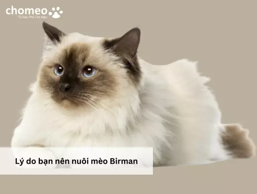 Lý do bạn nên nuôi mèo Birman