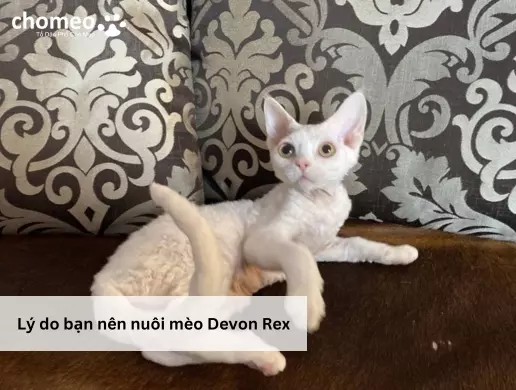 Lý do bạn nên nuôi mèo Devon Rex