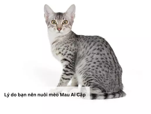 Lý do bạn nên nuôi mèo Mau Ai Cập