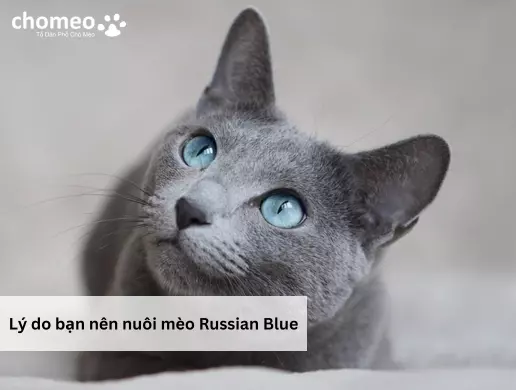 Lý do bạn nên nuôi mèo Russian Blue