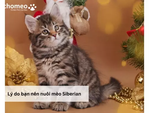 Lý do bạn nên nuôi mèo Siberian