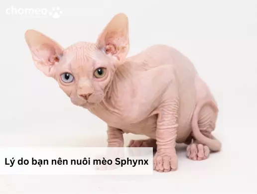 Lý do bạn nên nuôi mèo Sphynx