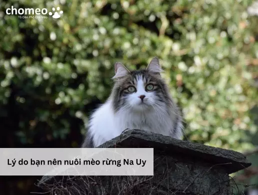 Lý do bạn nên nuôi mèo rừng Na Uy