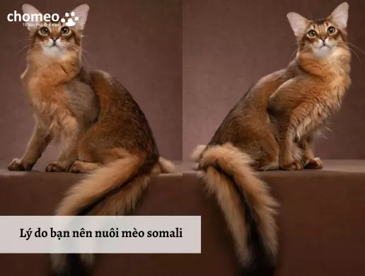 Lý do bạn nên nuôi mèo somali