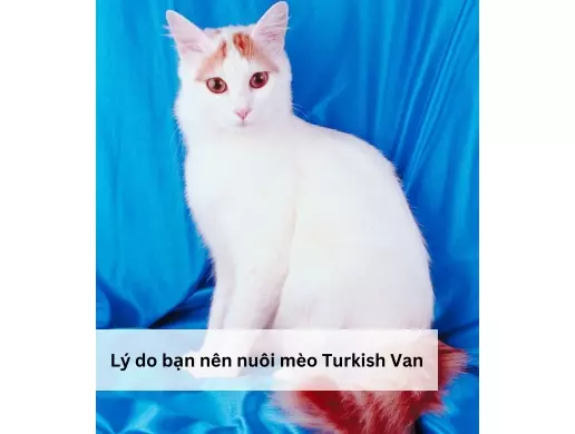 Cách chọn mèo mèo Turkish Van