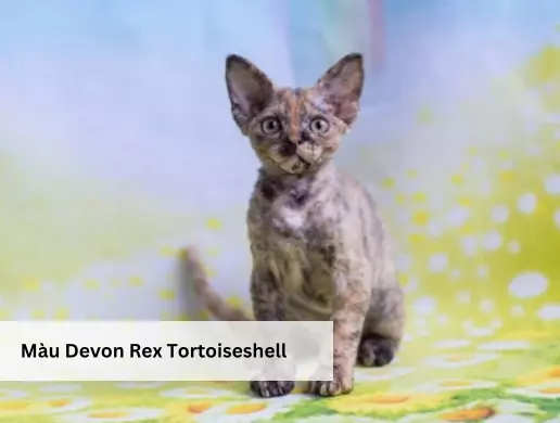 Màu Devon Rex Tortoiseshell