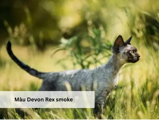 Màu Devon Rex smoke