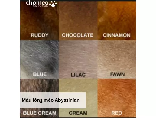 Màu lông mèo Abyssinian