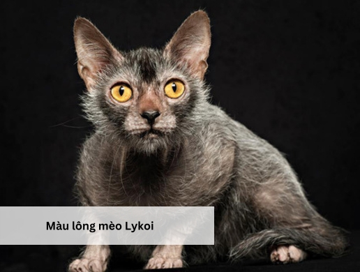 Màu lông mèo Lykoi