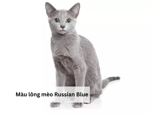 Màu lông mèo Russian Blue