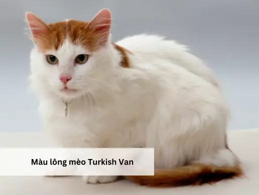 Màu lông mèo Tuskish Van