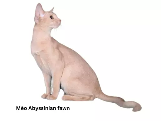 Mèo Abyssinian fawn