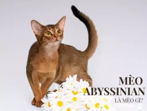 Mèo Abyssinian là mèo gì