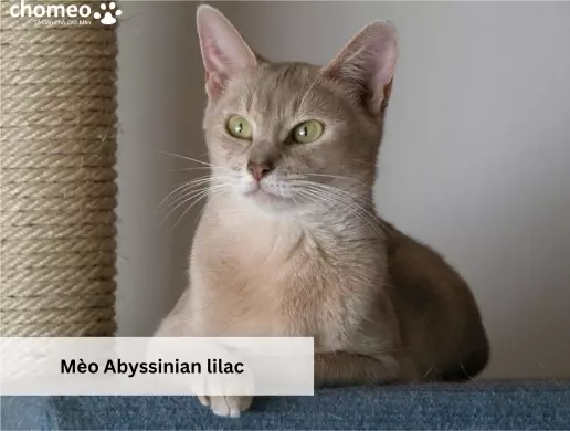 Mèo Abyssinian lilac
