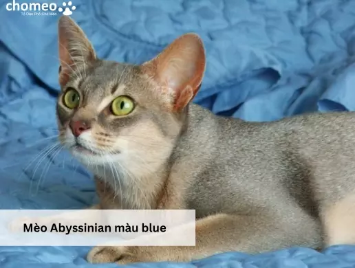 Mèo Abyssinian màu blue