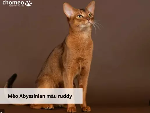 Mèo Abyssinian màu ruddy