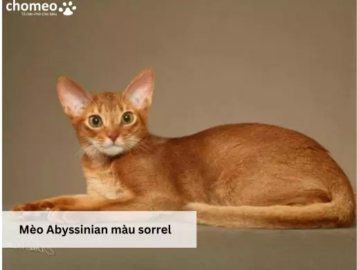 Mèo Abyssinian màu sorrel