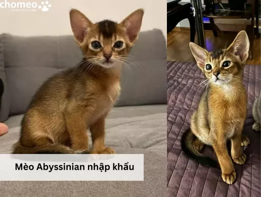 Mèo Abyssinian nhập khẩu