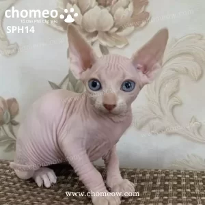 Mèo Ai Cập Xệ Màu Cream Cái SPH14