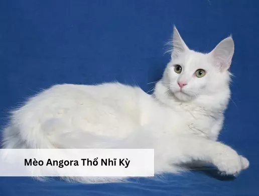Mèo Angora Thổ Nhĩ Kỳ