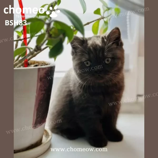 Mèo Anh Lông Ngắn Chocolate Cái BSH83