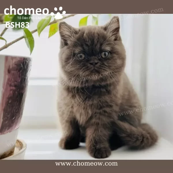 Mèo Anh Lông Ngắn Chocolate Cái BSH83