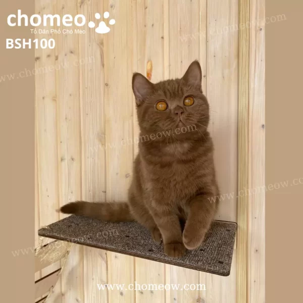 Mèo Anh Lông Ngắn Cinnamon Cái BSH100