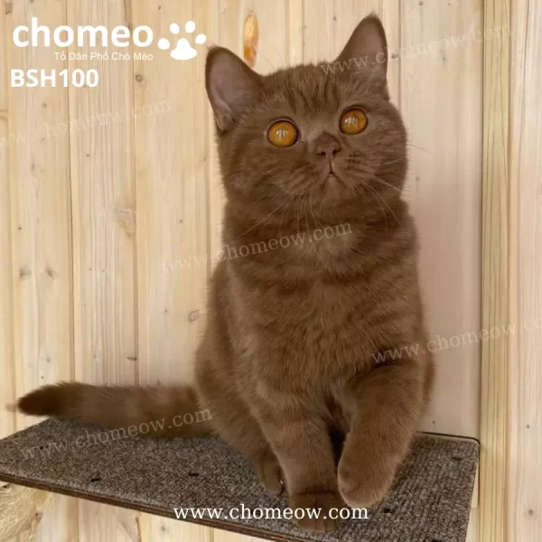 Mèo Anh Lông Ngắn Cinnamon Cái BSH100