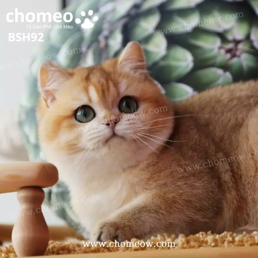 Mèo Anh Lông Ngắn Golden Ny11 Cái BSH92 (2)