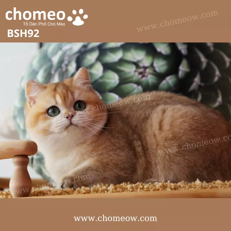 Mèo Anh Lông Ngắn Golden Ny11 Cái BSH92 (3)