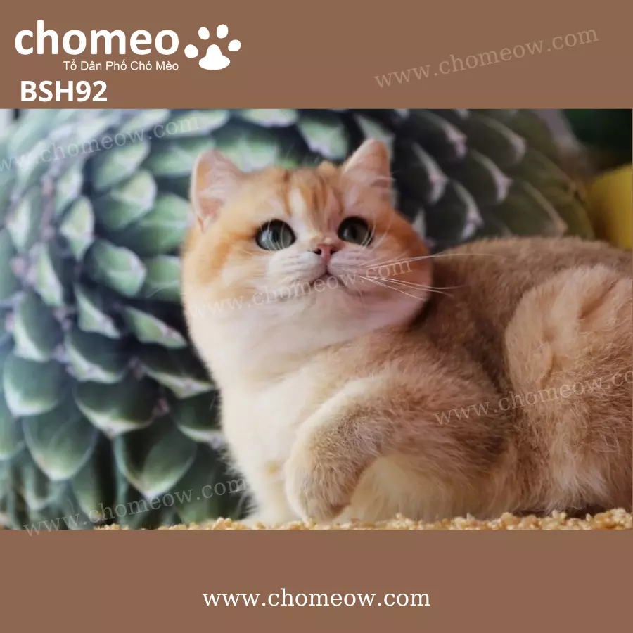 Mèo Anh Lông Ngắn Golden Ny11 Cái BSH92