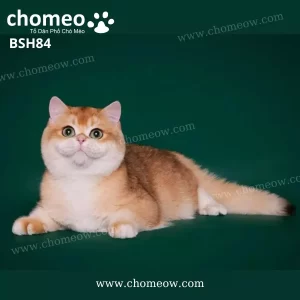 Mèo Anh Lông Ngắn Golden Ny12 Đực BSH84