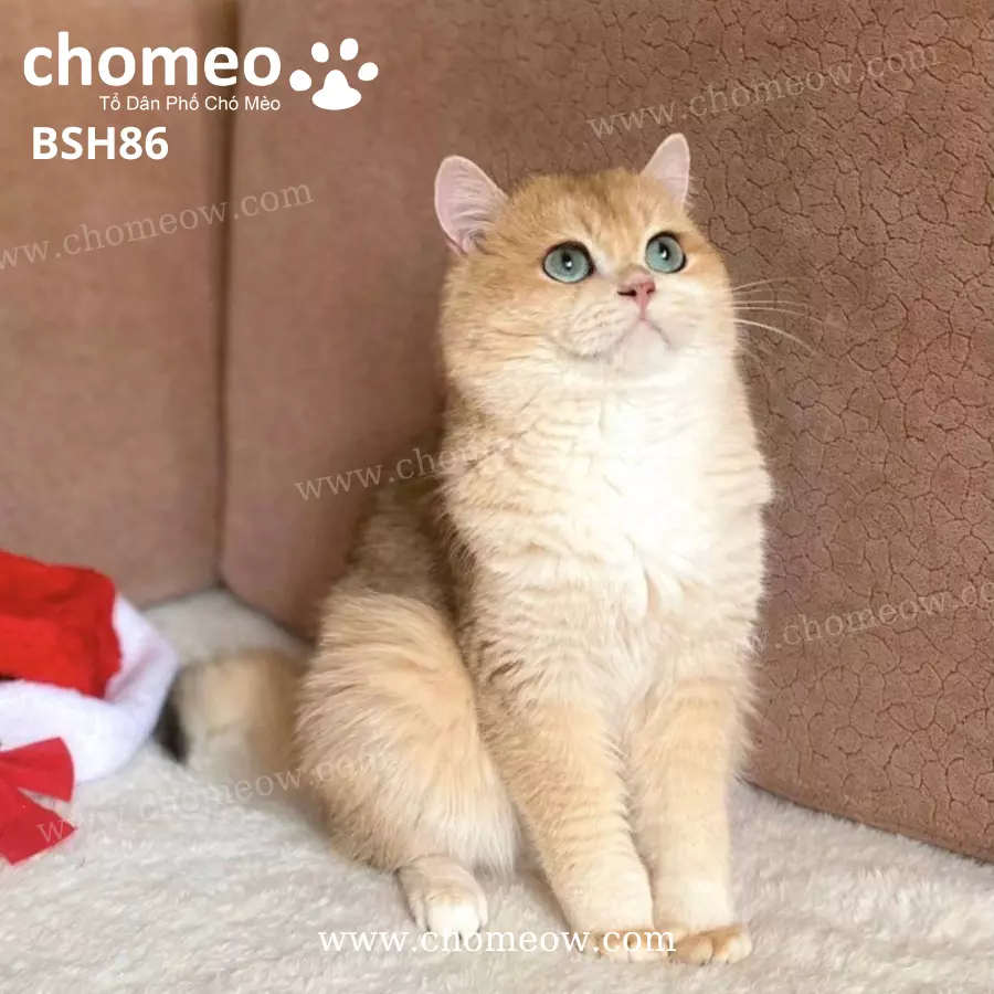 Mèo Anh Màu Black Golden Ny12 Đực BSH86