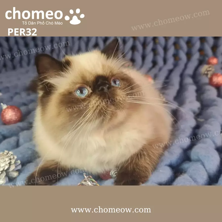 Mèo Ba Tư Chocolate Point Đực PER32