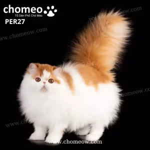 Mèo Ba Tư Lông Dài Màu Vàng Trắng Cái PER27