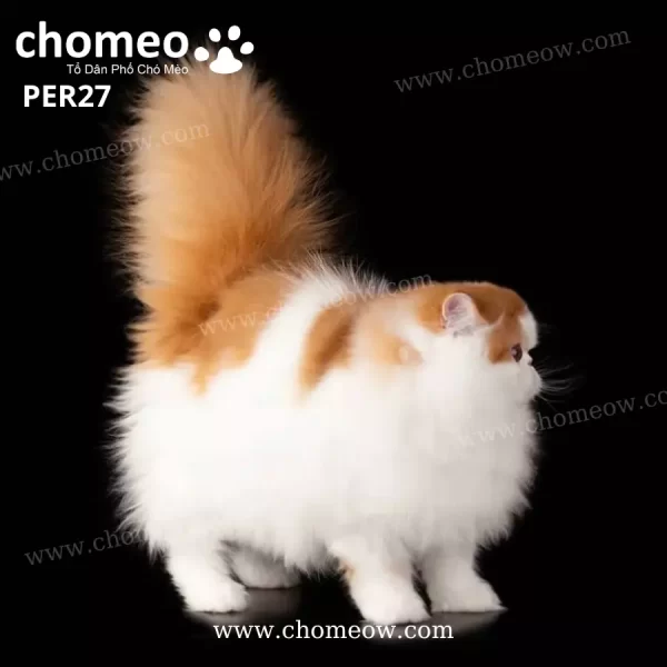 Mèo Ba Tư Lông Dài Màu Vàng Trắng Cái PER27