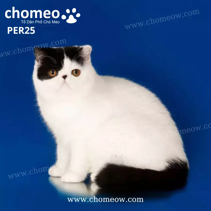 Mèo Ba Tư Lông Ngắn Bicolor Đực PER25