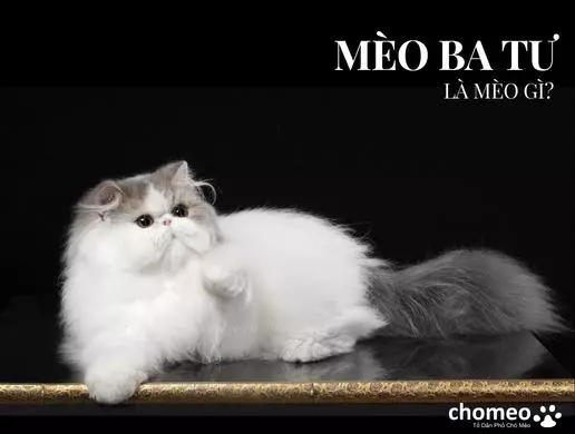 Mèo Ba Tư là mèo gì