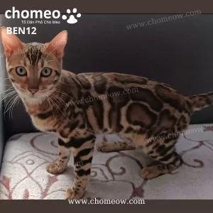 Mèo Bengal Brown Cái BEN12
