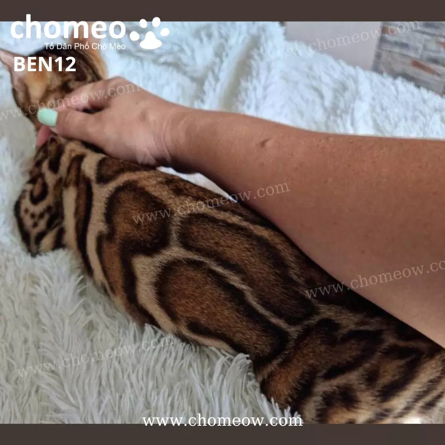 Mèo Bengal Brown Cái BEN12