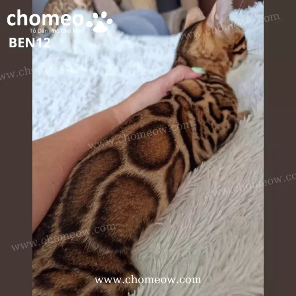 Mèo Bengal Brown Cái BEN12
