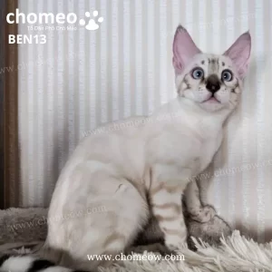 Mèo Bengal Lynx Đực BEN13