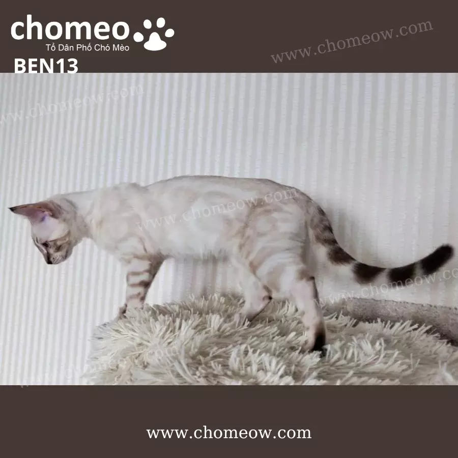 Mèo Bengal Lynx Đực BEN13