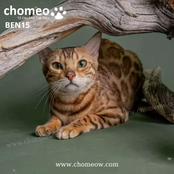 Mèo Bengal Màu Brown Cái BEN15